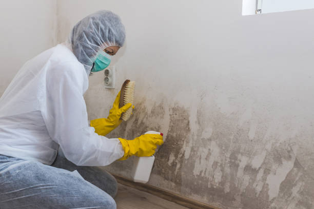 Best Attic Mold Removal  in Louisiana, MO