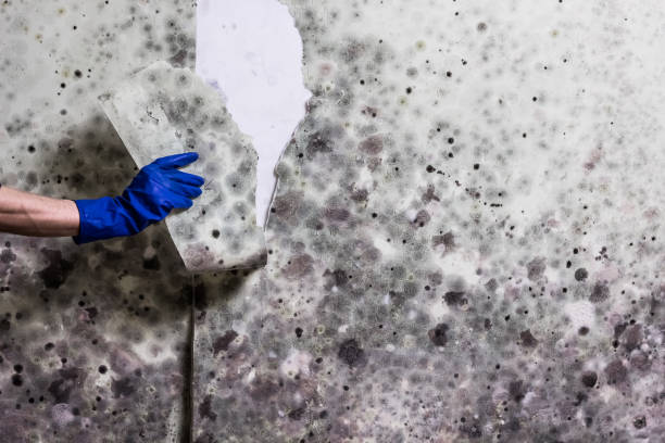 Best Toxic Mold Removal  in Louisiana, MO